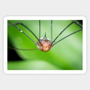 An alien looking harvestman (daddy longleg) Sticker